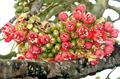  Red Durian